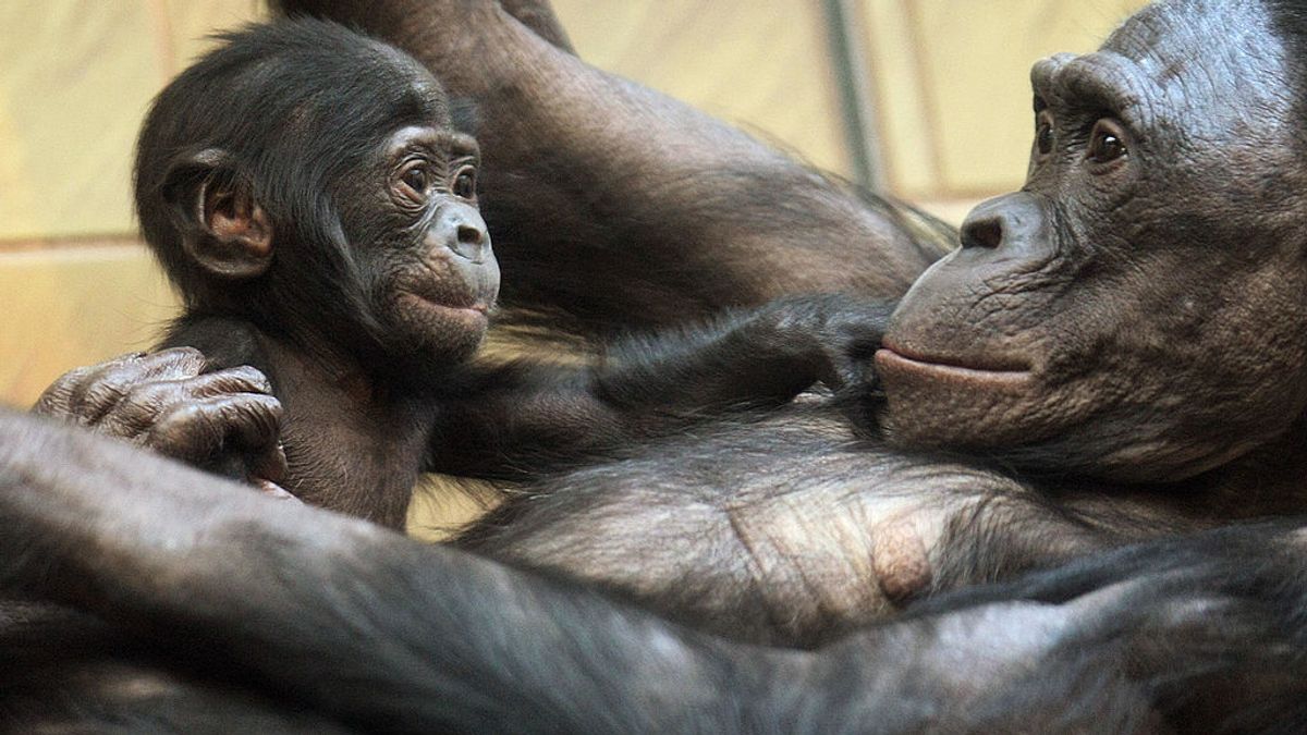 Three-months old baby bonobo Nakarla (L) plays with its mother Ukela on March 19, 2008 at the zoo in Frankfurt/M.  (THOMAS LOHNES/DDP/AFP via Getty Images)