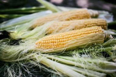 Fresh ear of corn